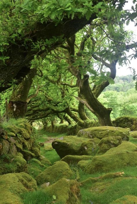 Moss Paint, Dartmoor National Park, Landscape Elements, Moss Garden, Nature Spirits, Quiet Life, Outdoor Lover, Hang Over, Nature Aesthetic