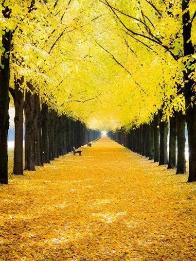 Yellow Fall Leaves trees autumn leaves fall yellow path Hannover Germany, Yellow Leaves, Solar Plexus, Alam Yang Indah, Mellow Yellow, Cool Stuff, Beautiful Tree, Pretty Places, Amazing Nature