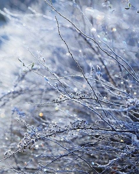 Ice Nature, Morning Frost, Foto Macro, Winter Sparkle, Winter Schnee, Winter Wishes, Winter Frost, Winter Morning, Winter's Tale