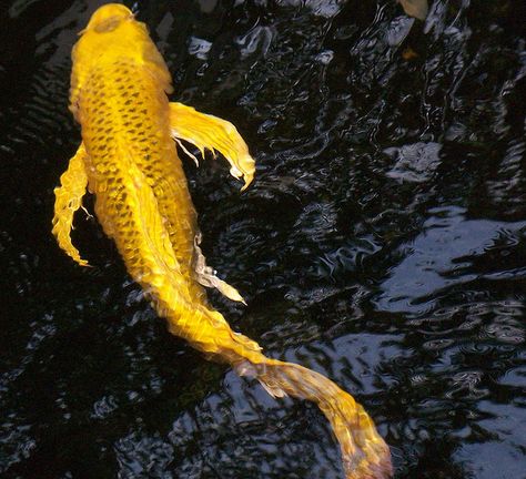 yellow koi (Gold-Fish :) ) | Flickr - Photo Sharing! Yellow Koi Fish, Koi Fish Gold, Gold Koi Fish, Gold Koi, Butlers Tray Table, Warhammer Painting, Koi Painting, Wild Bees, Koi Ponds