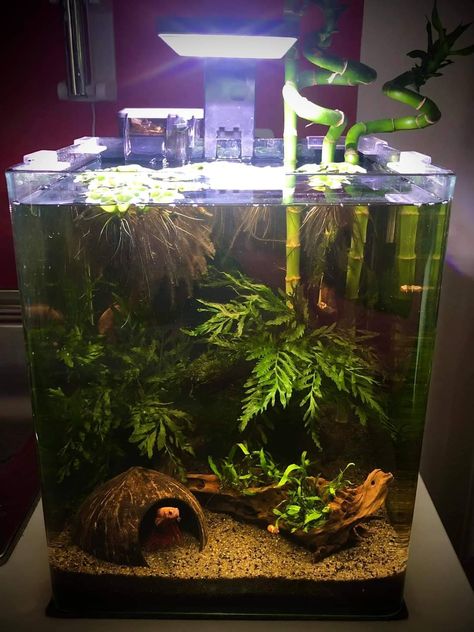 Beta Sorority Fish Tank, 5 Gallon Betta Tank Ideas, Aesthetic Betta Fish Tank, Tank Ideas Aquarium, Betta Fish Tank Ideas Aquascaping, Betta Aquarium Ideas, Art Anime Tattoo, Betta Tank Ideas, Small Fish Tank Ideas