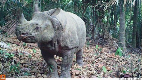 Taman Nasional Ujung Kulon | Good News From Indonesia Badak Jawa, Javan Rhinoceros, Sumatran Elephant, Sumatran Rhino, Indian Rhinoceros, Forest Ecosystem, Asian Elephant, Rhinos, Endangered Species