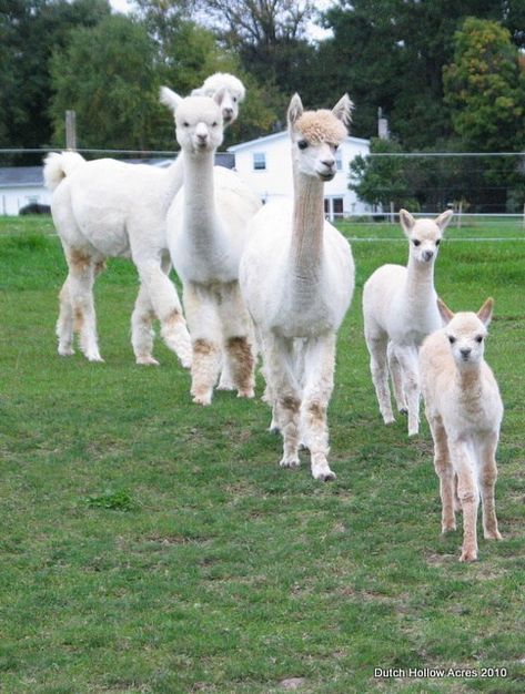 IMG_6954 Dalai Lama, Raising Goats, Alpaca Farm, Cute Alpaca, Llama Alpaca, Goat Farming, Alpaca Fiber, Hobby Farms, Animal Photo