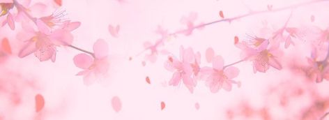 Pink Aesthetic Youtube Banner 1024 X 576, Pink Banner Aesthetic, Soft Pink Banner, Cute Pink Banner, Pink Divider, Pink Aesthetic Banner, Pink Banner Discord, Pink Discord Banner, Rose Petals Falling