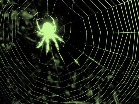 Green Spider Web Aesthetic, Spider Aethstetic, Spider Core Aesthetic, Green Spider Aesthetic, Green Ghost Aesthetic, Green Goblin Aesthetic, Black And Green Aesthetic, Spider Aesthetic, Uv Photography