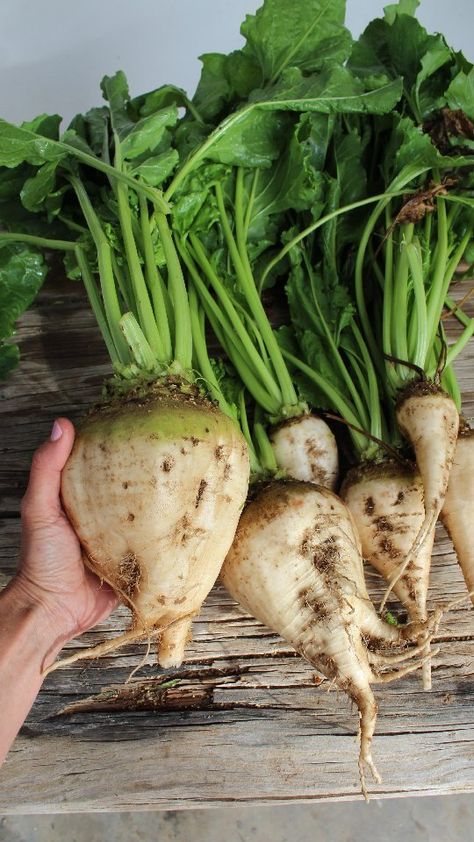 organic_gwen on Instagram: Grow Your Own Sugar. . Sugar beet is used in some countries to make sugar and I thought why not grow my own. For fun. They look like a… Rotational Grazing, The Archies, Sugar Beets, Sugar Beet, Sugar Sugar, Egypt Travel, Art Video, Planting Vegetables, Grow Your Own