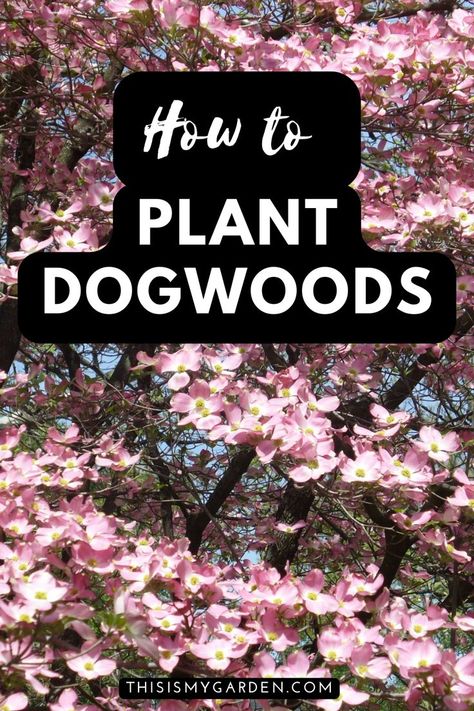 Dogwood Tree Landscaping, Dogwood Bush, Simple Garden Ideas, Pink Dogwood Tree, Garden Renovation Ideas, East Facing Garden, Landscape Ideas Front Yard Curb Appeal, Red Dogwood, Garden Renovation