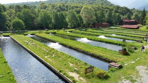 Fish Farming Ideas, Trout Farming, Trout Farm, Farm Light, Greenhouse Farming, Garden Watering System, Aquaponics Fish, Aquascape Design, Natural Swimming Ponds