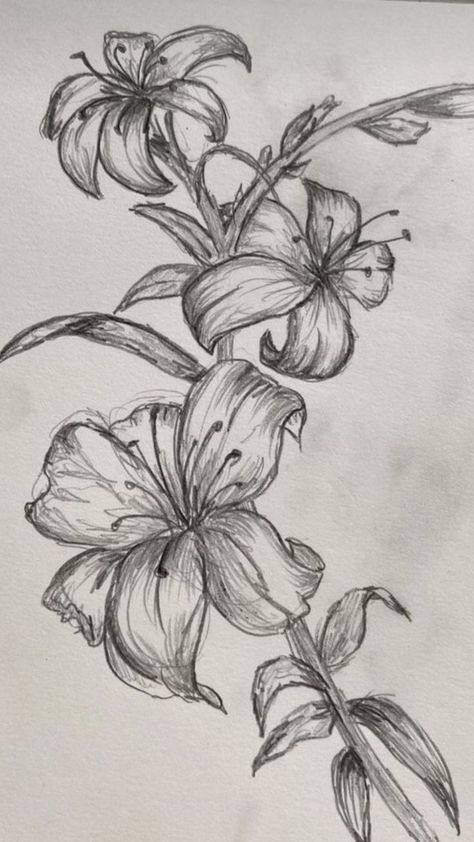 Plants Pencil Drawing, Exotic Drawing Sketch, Plants Reference Drawing, Lily Flowers Drawings, Drawing Lily Flower, Aesthetic Flower Doodles, How To Draw Lilies, How To Draw A Lily, Lilies Flowers Drawing