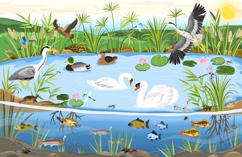 Pond Life 🦆 - A new spread exploring pond animals and their environment from my new World of Animals Sticker Book ✨ Illustrated by me Written by: Barbara Pospisilova, Joli Hannah Published by: Albatros Media • • • #bookillustration #bookillustrator #mountainillustration #stickerbook #animalillustration #landscapeillustration #stickerillustration #travelillustration #travelillustrator #animaldrawing #childrensbook #childrensstickerbook #bethanylord #albatrosmedia #readingbookillustration Pond Illustration, Reading Books Illustration, Pond Animals, Mountain Illustration, Pond Life, Butterfly Crafts, Travel Illustration, Landscape Illustration, Animal Stickers