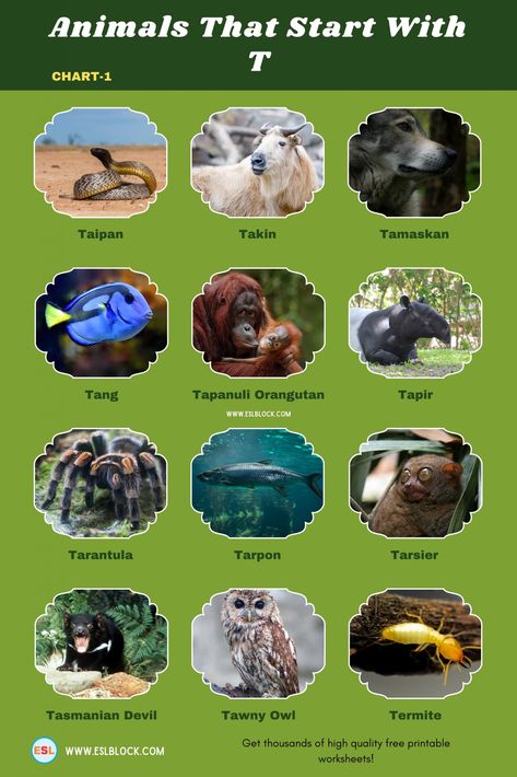 Nature, Animals Starting With Letter A, Names Of Animals, Types Of Sentences Worksheet, Tiger Salamander, Names Starting With S, Animal Infographic, Alphabet Animals, The Letter T