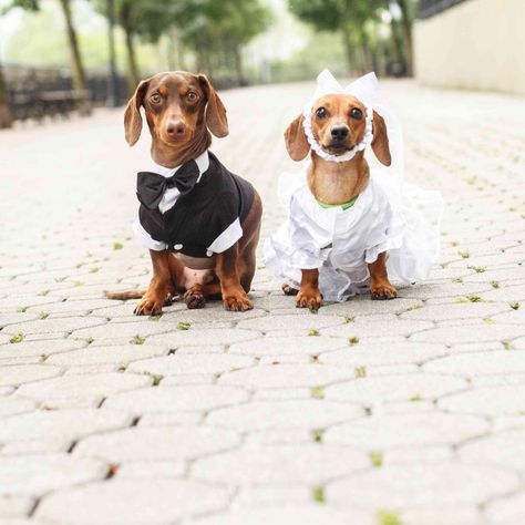 10 Dog Weddings to Give You All the Warm Fuzzies Wedding Ideas Dog, Dog Wedding Photos, Fun Wedding Ideas, Dog Wedding Outfits, Dog Costumes Funny, Dog Wedding Attire, Dog Wedding Dress, Dog Tuxedo, Warm Fuzzies