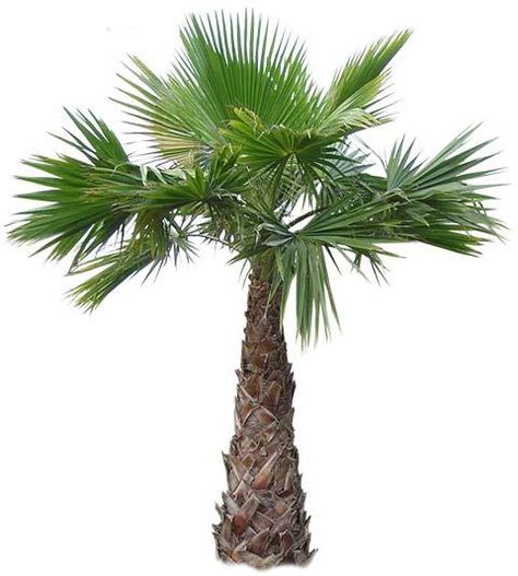 Mexican fan palm tree, (Washingtonia robusta) Africa Resort, Palm Tree Nursery, Palm Nursery, Fan Palm Tree, Palm Tree Sketch, Palm Trees For Sale, Chinese Fan Palm, European Fan Palm, Cold Hardy Palm Trees