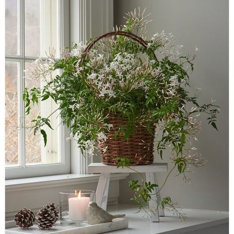 Beautify your home with jasmine plants in pots - Little Piece Of Me Jasmine Plant Indoor, Best Plants For Bedroom, Jasmine Plant, White Flower Farm, Plant Benefits, Southern Garden, Star Jasmine, Best Indoor Plants, Jasmine Flower