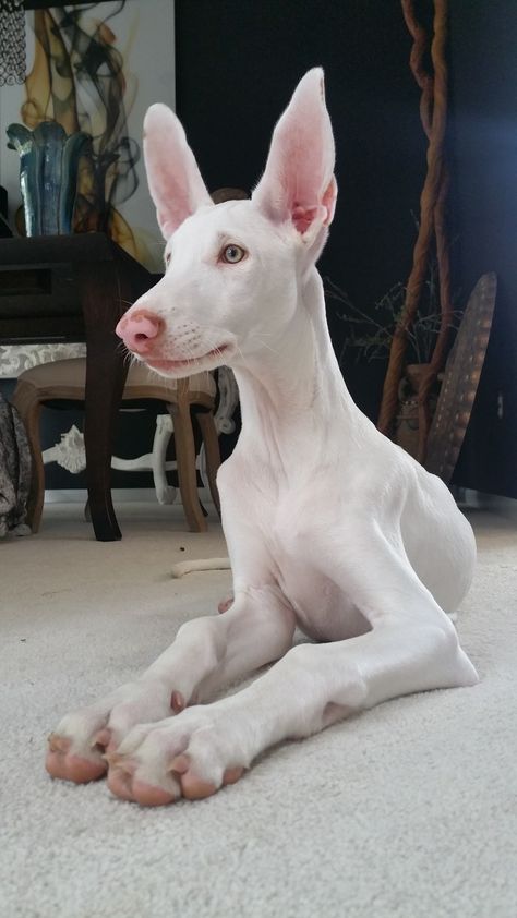 Ibizan Hound/ Ibizan Hound Puppy/ Near white Ibizan Hound puppy 4 mos. Owned by Luanne Swigart Ibizan Hound, Hairless Dog, Hound Puppies, Albino Animals, Pretty Animals, White Dog, Sweet Dogs, Cute Creatures, Whippet