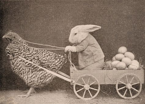 Vintage photo: Hen pulling a cart. Funny Easter Bunny, Vintage Clip Art, Beautiful Chickens, The Graphics Fairy, Graphics Fairy, Rabbit Art, Easter Humor, Images Vintage, Clip Art Vintage