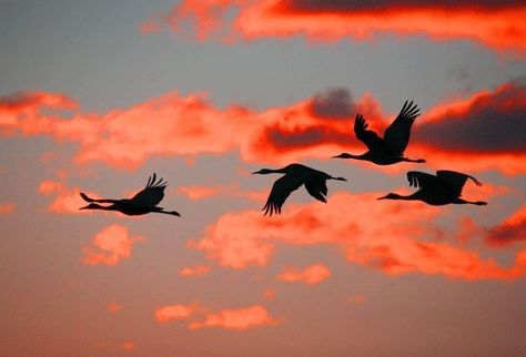 Birds Flying Painting, Wild Photography, Landscape Photography Nature, Nature Birds, Amazing Art Painting, Ethereal Art, Bird Photo, Watercolor Bird, Birds Flying