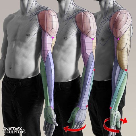 ArtStation - Supination, semipronation, and forced pronation of the arm, Anatomy For Sculptors Deltoid Muscle, Anatomy For Sculptors, Arm Anatomy, 남성 근육, Arm Drawing, Anatomy Sculpture, Human Body Anatomy, Anatomy Tutorial, Human Anatomy Drawing