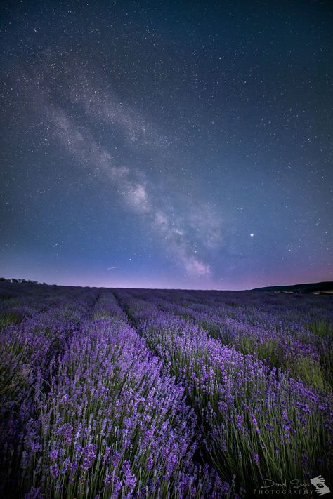 Flower Field At Night, Lavender Field Aesthetic, Dawn Aesthetic, Field Wallpaper, Lavender Aesthetic, Lavender Field, Night Scenery, Art Gallery Wallpaper, Clear Sky