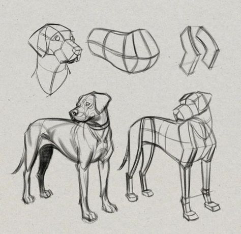 Canine Drawing, Structural Drawing, Dog Anatomy, Bd Art, Human Figure Sketches, Animal Drawings Sketches, Dog Sketch, Arte Van Gogh, Animal Study