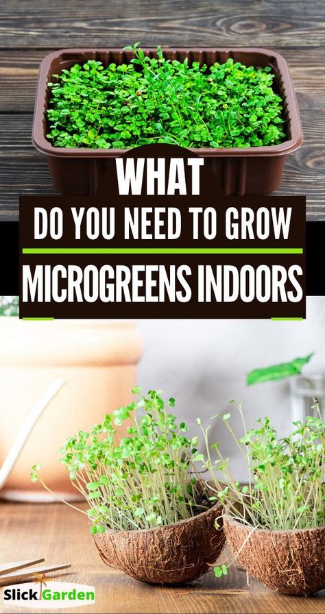 Chia Seed Plant, Growing Chia Seeds, Hydroponic Strawberries, How To Grow Microgreens, Microgreens Garden, Microgreens Recipe, Grow Microgreens, Growing Microgreens, Sprouting Seeds