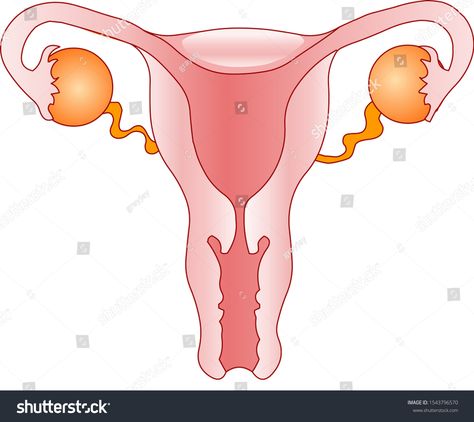 Ovary Anatomy Drawing, Female Reproductive System Drawing, Women Reproductive System, Uterus Diagram, Reproductive System Drawing, Uterus Drawing, Female Reproductive System Diagram, Female Reproductive System Anatomy, Blank White Background