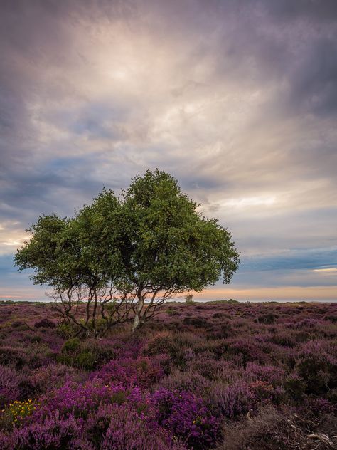 Tree In A Field, Calluna Vulgaris, Rim Light, Flower Close Up, Wonders Of Nature, Lone Tree, Slow Travel, How To Make Beer, Yellow Leaves