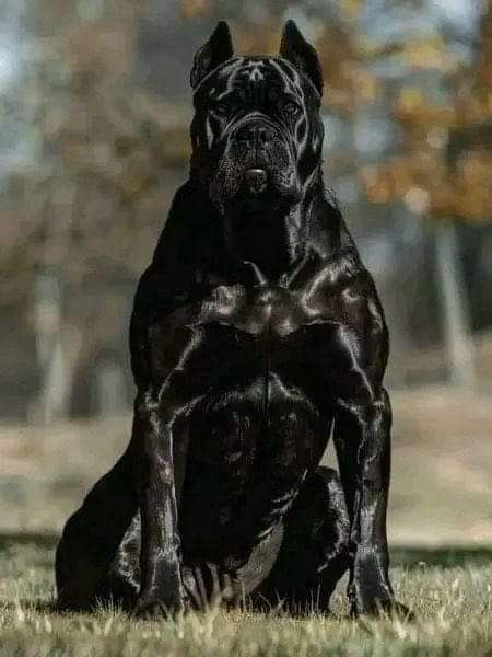 All Black Cane Corso, Scary Cane Corso, Huge Cane Corso, Black Cane Corso Puppies, Scary Dogs Breeds, Cane Corso Dog Puppies, Cool Dog Breeds, Cane Corso Aesthetic, Black Cane Corso Dog