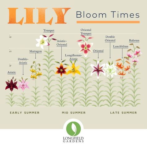 Lilies provide some of the garden's most extraordinary summer blooms. We created this Planning Guide for Lilies as a handy visual reference, so you can see at a glance, the shape, height and bloom time for each different type of lily. To enjoy a long season of color and fragrance, you'll want to plant several different types of lilies. Different Types Of Lilies, Lilly Plants, Growing Lilies, Types Of Lilies, Longfield Gardens, Lily Garden, Lily Plants, Lily Bloom, Garden Bulbs