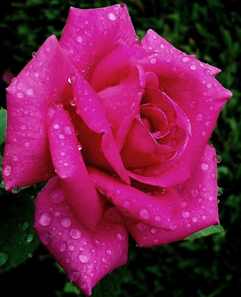 Hot-pink Rose; by ViMFuR Red Roses Wallpaper, Rose Belle, Flora Flowers, Hot Pink Flowers, Hot Pink Roses, Wonderful Flowers, Pretty Roses, Beautiful Rose Flowers, Flower Phone Wallpaper