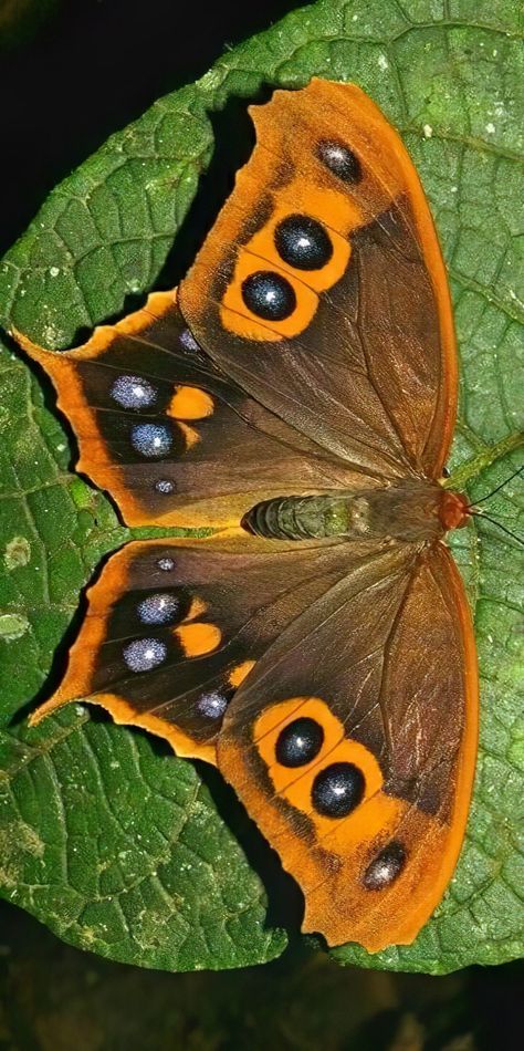 Colorful Moths, Beautiful Butterfly Pictures, Beautiful Butterfly Photography, Matka Natura, Butterfly Species, Beautiful Butterflies Art, Butterfly Images, Butterfly Photos, Animale Rare