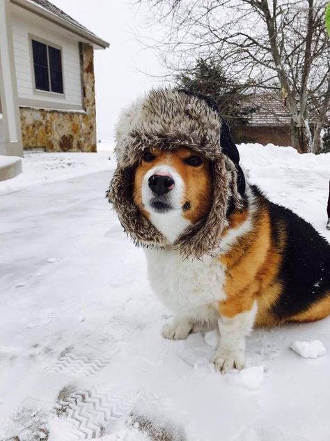 Mister Woof Loves... Corgi Butts, Dogs Cute, Corgi Puppy, Cute Corgi, Winter Dog, Corgi Dog, Cute Creatures, Winter Hat, Animals Friends