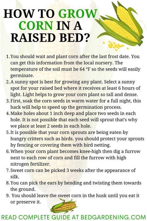 HOW TO GROW CORN IN A RAISED BED? You should choose that variety that can retain the sweetness for a long time after harvesting. As you are growing corn in a raised bed so the variety should be shorter one plus mature early. Plant Spacing In Raised Bed, Corn Growing Tips, Planting Corn In A Raised Bed, Corn In Raised Garden Bed, Growing Corn In Raised Bed, How To Grow Corn, Corn Plant Indoor Care, Seed Binder, Farm Essentials