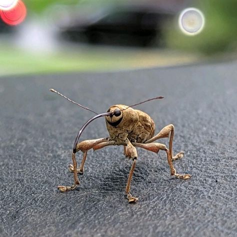 @weirdbutcuteanimals on Instagram: “How can you be upset while looking at a weevil? #animals #nature #wildlife #cute #bugs #weevil #strange #weird” Animal Fusions, Bug Identification, Weird Insects, Cool Insects, Bug Collection, Insect Photography, Cool Bugs, Beautiful Bugs, Creepy Crawlies