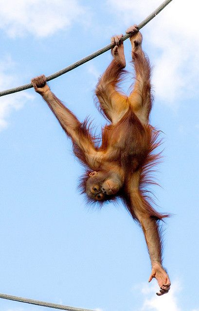 Young Orangutan Hanging Out  ----   (by Evan Animals, via Flickr) Tapanuli Orangutan, Monkey Hanging, Mad Monkey, Monkey Family, Monkey See Monkey Do, Hanging Monkey, Baby Orangutan, Ape Monkey, Mandrill