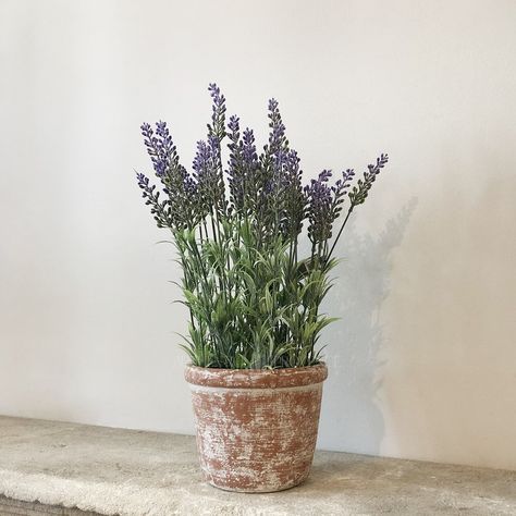 Pot de Lavande | Authentic Provence Watercolour Flowers, Provence, Potted Plants, Lavender Potted Plant, Potted Lavender, Topiaries, Cottage Garden, Interior Accessories, Patio Garden