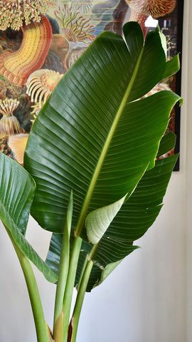 How to Care for the Strelitzia Nicolai – White Bird of Paradise – Happy Houseplants Giant Bird Of Paradise Indoors, Strelitzia Nicolai, Bird Of Paradise Plant Indoor, Strelitzia Plant, Birds Of Paradise Plant, Bird Of Paradise Plant, Plant Games, Paradise Plant, Natural Fertilizer