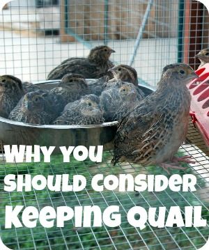 Find out reasons why you should consider keeping quail. They are a great multi-purpose bird and often you can keep them in areas that aren't zoned for chickens and ducks. Keeping Quail, Chickens And Ducks, Raising Quail, Homestead Farm, Quails, Keeping Chickens, Mini Farm, Living Off The Land, Backyard Farming