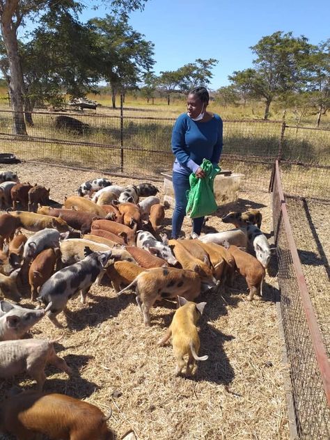 Kadoma Woman Empowered Through Pig Farming - NewZimbabwe.com Shona Language, Pig Rearing, Artificial Insemination, Young Farmers, How To Make Bacon, Online Newspaper, Pig Farming, Free Range, Zimbabwe