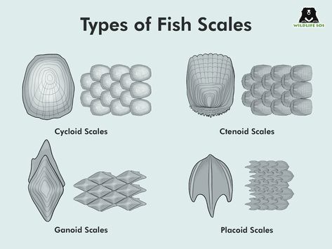 Sturdy Scales Withstand It All - Wildlife SOS Animal Scales Texture, How To Draw Scales, Young Ones Of Animals, Scales Reference, Scales Drawing, Lizard Scales, Animal Scales, Scales Art, Observational Drawings