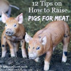 Ever wanted to raise your own pigs for meat? These 12 tips will help you avoid mistakes and raise your own pigs for meat. There's nothing like homegrown bacon and pork. Read this now to become more self-sustainable. Pastured Pigs, Quotes Valentines Day, Homesteading Animals, Raising Pigs, Raising Farm Animals, Pig Pen, Homestead Farm, Pig Farming, Mini Farm