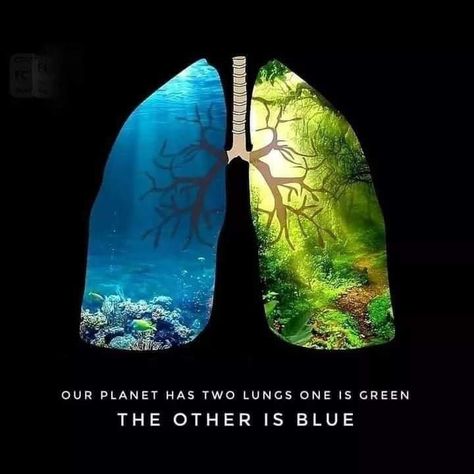 Environmental Awareness, Carbon Dioxide, Save Earth, Lungs, Planet Earth, Our Planet, Go Green, Mother Earth, The Words