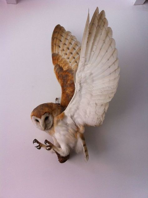 Owl Taxidermy, Unique Taxidermy, Bird Poses, Owl Reference, Beautiful Taxidermy, Barn Owl Art, Beautiful Pose, Bird Reference, Beautiful Owls