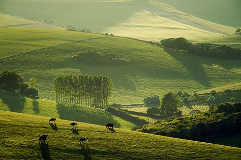 Credit: Slawek Staszczuk / PPL/South Downs National Park Authority South Downs, Telscombe Sussex Downs, Cattle Grazing, England Countryside, South Downs, Sussex England, England National, Beautiful Countryside, British Countryside, Bus Ride