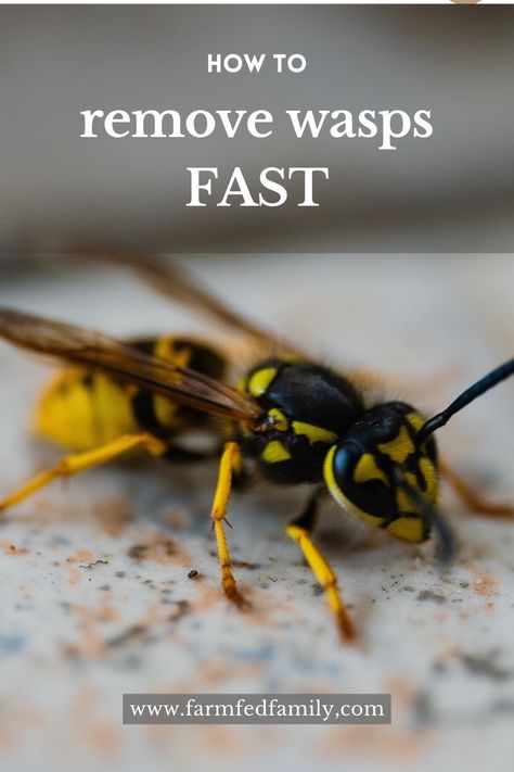 Have you ever had to deal with wasps on your property? In this post, we share our experience on how we got rid of our wasp problem FAST. Get Rid Of Wasps Outside, Wasp Trap Diy, Killing Wasps, Kill Carpenter Ants, Wasp Deterrent, Yellow Jacket Wasp, Wasp Nest Removal, Red Wasps, Wasp Killer