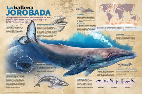 ArtStation - The Humpback Infographic / La Ballena Jorobada, Bartolome Ramis de Ayreflor C. Animal Infographic, Drawn Fish, Sea Illustration, Creative Infographic, Infographic Poster, Abstract Graphic Design, Beautiful Sea Creatures, Underwater Creatures, Marine Biology