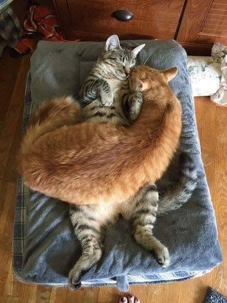 Orange Tabby Cats, Two Cats, Cat Sleeping, Cute Cats And Kittens, Cute Kittens, Cats Meow, Beautiful Cat, Pretty Cats, Tabby Cat