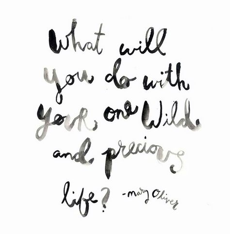 What will you do with your one wild and precious life?  ~Mary Oliver One Wild And Precious Life, Wild And Precious Life, Mary Oliver, So Real, More Than Words, Typography Quotes, Photo Quotes, Life Advice, Travel Quotes