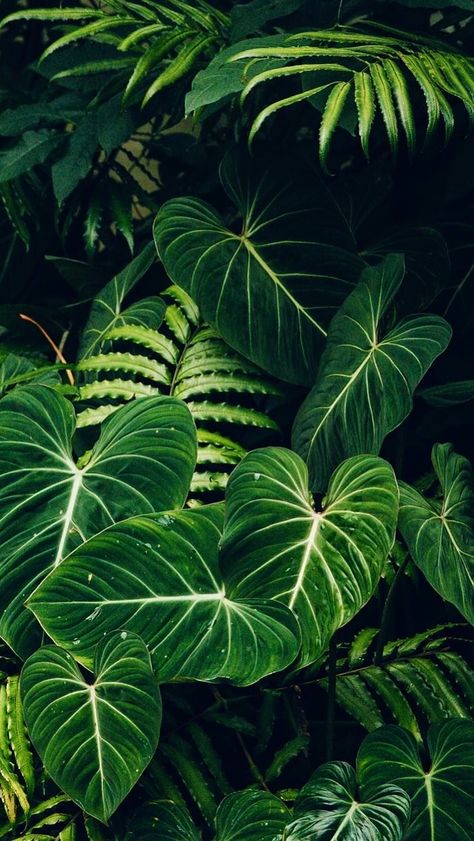 Health Vibes, Iphone Background Art, Plant Wallpaper, Plant Aesthetic, In The Jungle, Tropical Art, Green Nature, Plant Mom, Alam Yang Indah