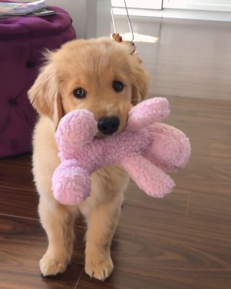 Perros Golden Retriever, Cute Dogs Images, 골든 리트리버, Very Cute Puppies, Dog Smells, Super Cute Puppies, Cute Animals Puppies, Very Cute Dogs, Cute Dog Photos